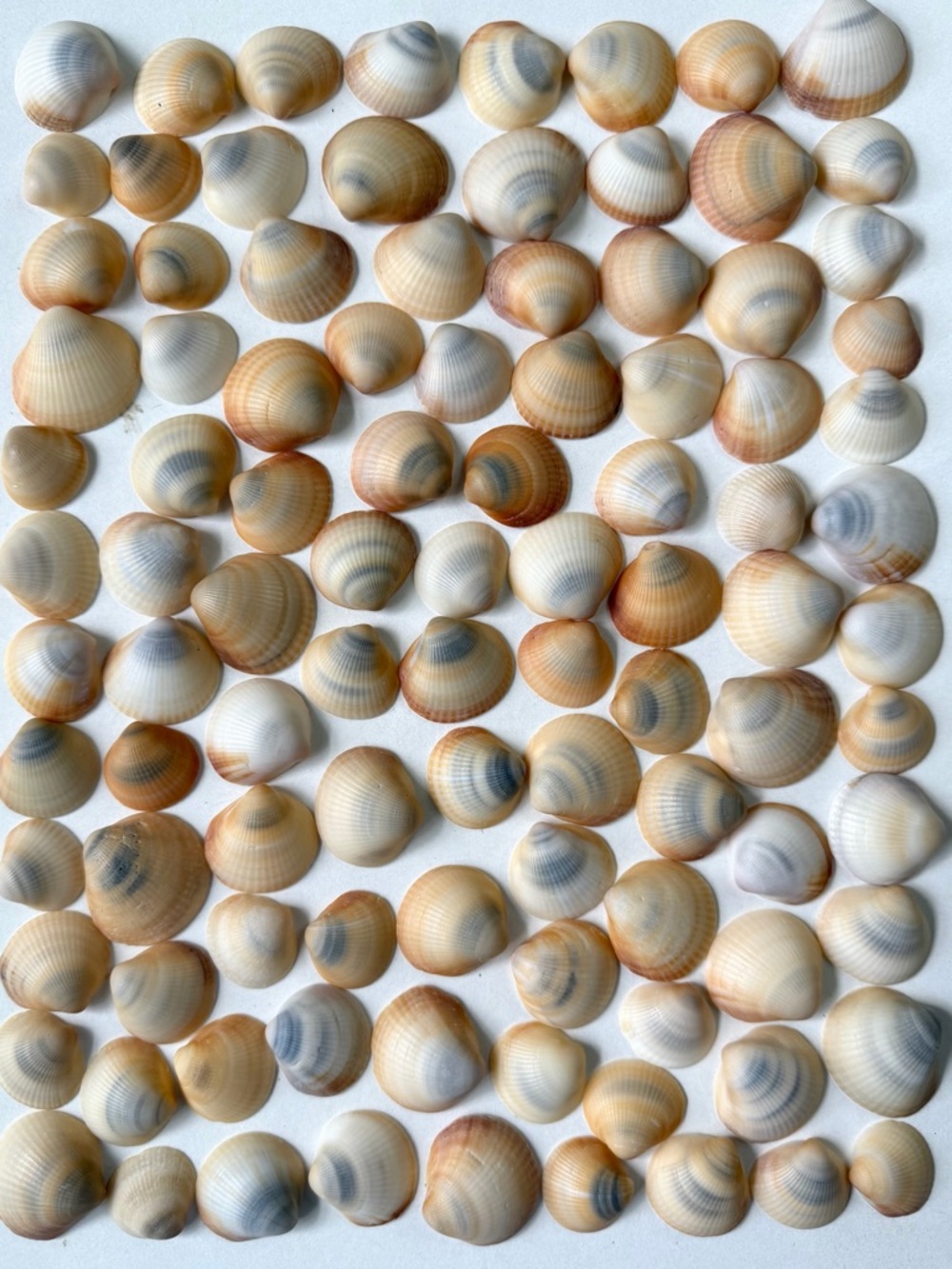 Seashells 100 Bittersweet Clam Shells 1” to 1-1/2” Beach Arts Crafts Decor